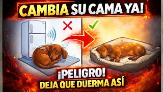5 Lugares Donde tu Perro NUNCA Debería Dormir  (Y Cómo le Afectan)