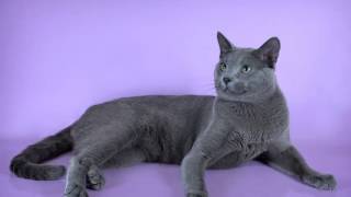 Pictures of my cat breed Russian Blue