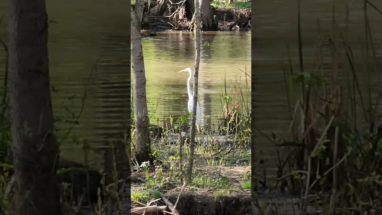 The Great White Egret 