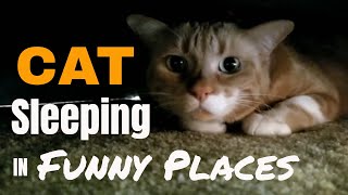 Cat Sleeping in Funny Places | Cat sleeping in weird places | Cat sleeping upside down by The Cat Who Knows Words 113 views 3 years ago 1 minute, 13 seconds