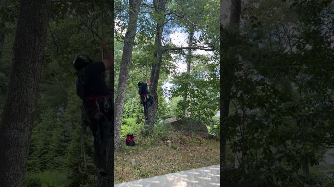 Dead wooding #arborist #silkysaw #arbpro #kennyslandscapingandtree
