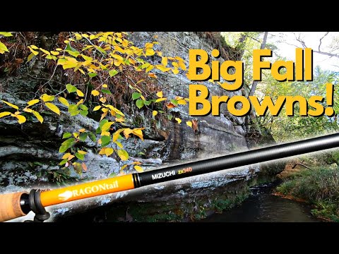 Driftless Trout Fishing For Big Fall Browns! (Tenkara Fly Fishing)  Featuring The DRAGONtail Mizuchi 