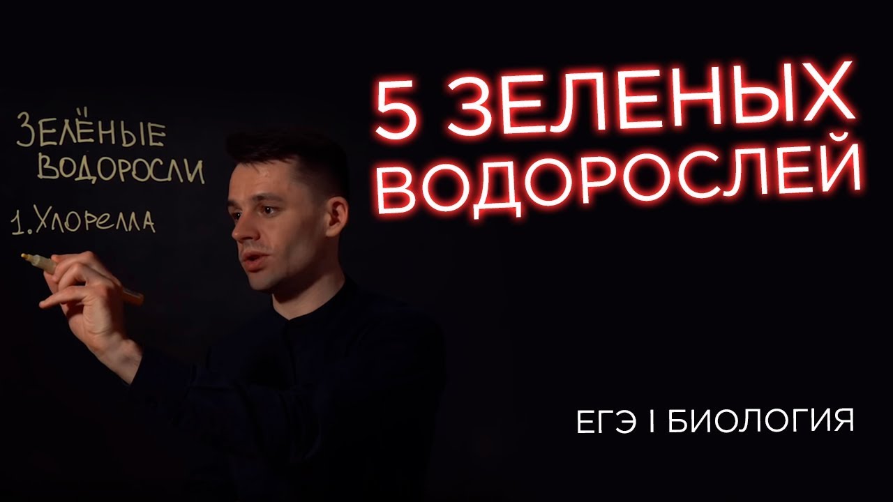 5 зеленых водорослей для ЕГЭ по биологии | Ботаника | Даниил Дарвин