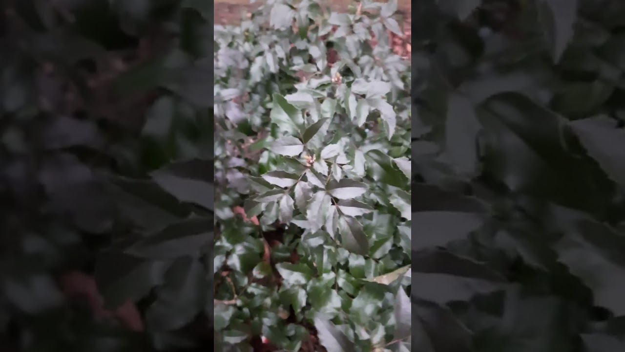 Магония  падуболистная-вечнозелёный кустарник для вашего сада.