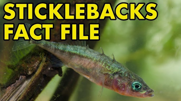 Catching HUGE Three Spined Sticklebacks in a tiny ditch 