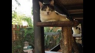 Abandoned and abused cats find a second chance in life at Amazing Cat Sanctuary by LostPet FoundPet 8,419 views 7 years ago 7 minutes, 24 seconds