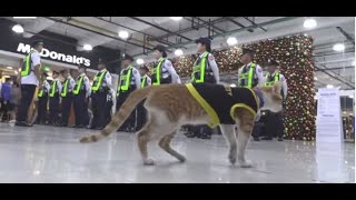 Meet Conan The Street Cat Turned Security Officer