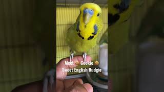 Sweet English Budgie #shorts #trending #budgies #budgielove #parakeet #perruche #parrot #parrotvideo