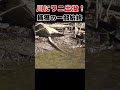 【祝100万回】民家のわきを流れる川でワニが目撃される!!捕獲の一部始終 #Shorts