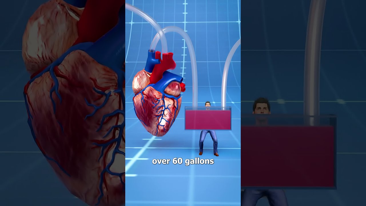 How Big Is A Blue Whale S Heart 