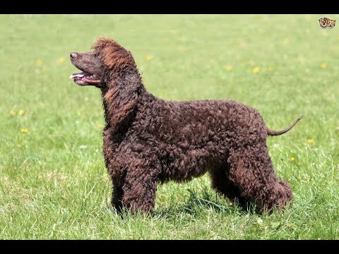 Video: Spaniel De Agua Irlandés Raza De Perro Hipoalergénico, Salud Y Vida útil