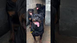 Top 6 Most Dangerous 😳 ☠️ Dog Breeds 🐕😱 #shorts #viral #ytshorts #doglover542 #videos