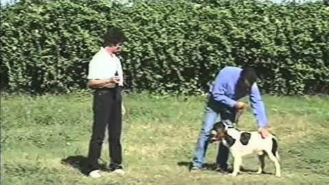 CanadaPets Video Series- Tri Tronics Hold Command for Bird Dogs Part 6 of 6