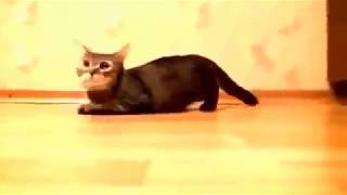 На старт!!.... Funny cat