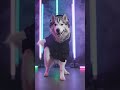 #li'lhusky
