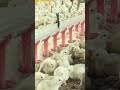 The Life of Chickens: 30 Seconds of Cruelty