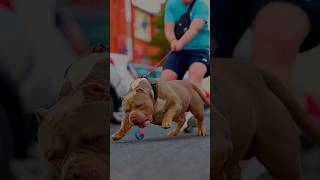 Pitbull और Rottweiler और German Shepherd में कौन सा Dog लें #fact #Dog #pitbull #gsd  #shorts