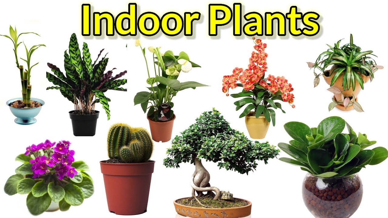Indoor Plants Name Decorative Plants Plants Vocabulary Name Of indoor-plants-name-decorative-plants-plants-vocabulary-name-of
