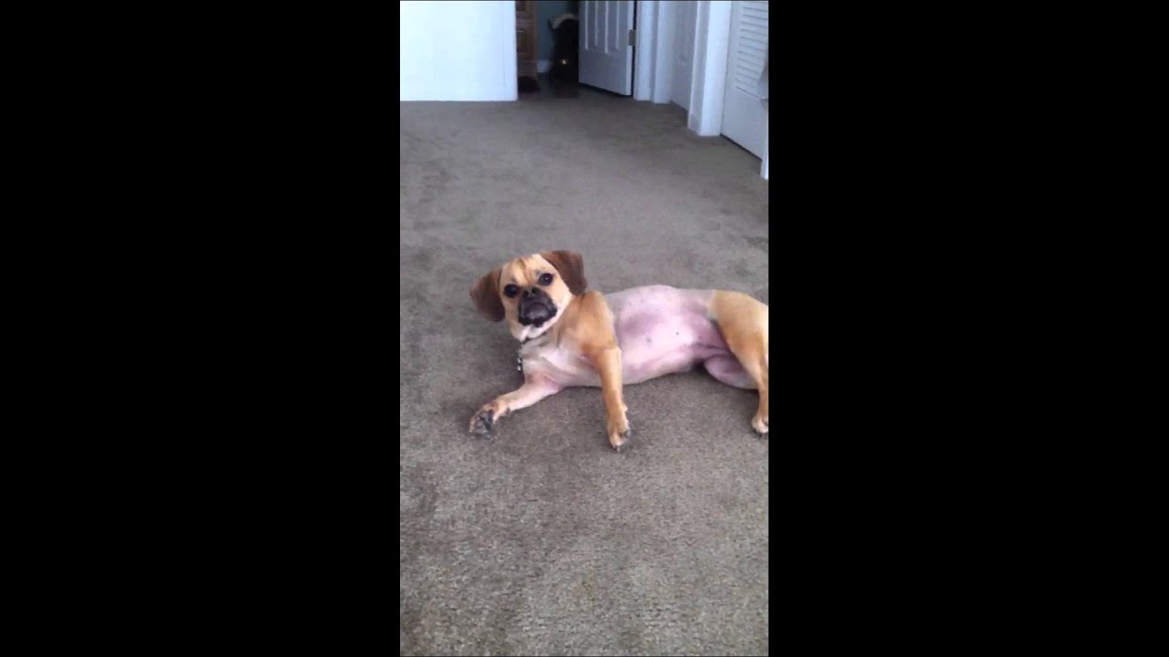 Peggy the Puggle - Tricks 101
