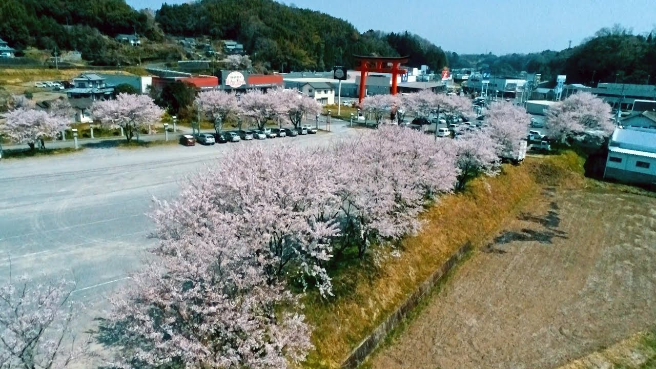 動画 満開の桜と川 扇森稲荷神社 こうとうさま ドローン映像 4k 18年3月 九州をドローンで空撮した動画 4k写真 観光 旅行 名所 温泉 ランチ 宿泊 道の駅 地図等に関して掲載