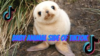 Baby animal side of tiktok