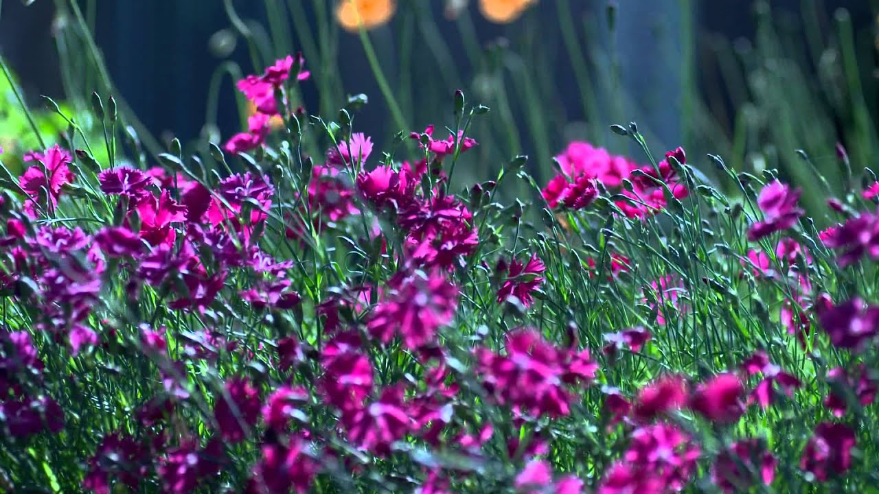 Flowers In My Heart YouTube