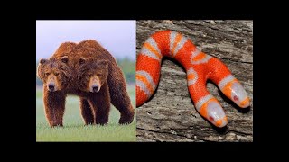 Top 10 Most Incredible Two Headed Animals