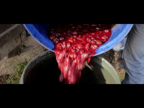 Video: Ako Pripraviť Ovocný Kokteil