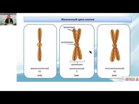 Хромосомный набор клеток (вопросы линии 27 на ЕГЭ по биологии)