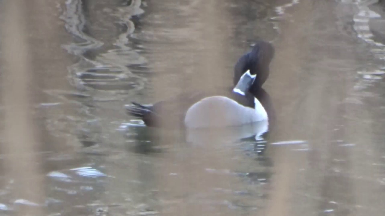 Ring-necked Duck RSPB Radipole Lake 16/02/19 