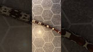 IMG VPI BOA CONSTRICTOR
