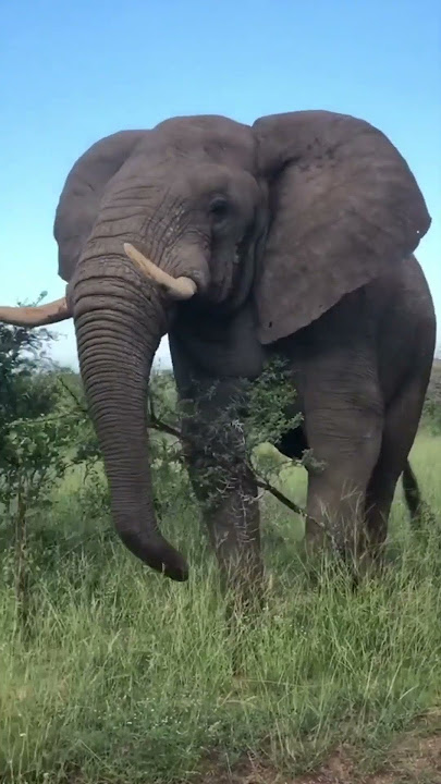 5 aise facts Jo apko pata hi ni honge🐘