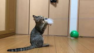 【保護子猫】子猫が永遠に一人遊びできるオモチャをセットしました。