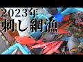 海水温がおかしい？黒潮の蛇行？魚種がいつもと違う、2023年・三重の漁師の刺し網漁！！