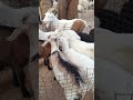 اسعار المواشي الجزائر اليوم مقتطف من سوق قصر الحيران بالاغواط 2 3 2026 ارتفاع في الجدي والخروف لحم
