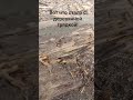 Деревянная грядка превратилась в труху!#огород #грядки