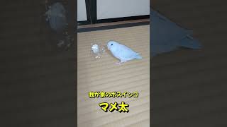 #Shorts 【マメルリハ】コバルトダイリュートのマメ太♂ #Pacificparrotlet