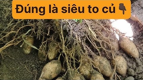 Có siêu tạo củ +siêu to củ thì củ mì ,củ khoai , củ lùn … tất cả cây lấy củ sẽ đạt kích cỡ siêu to👍