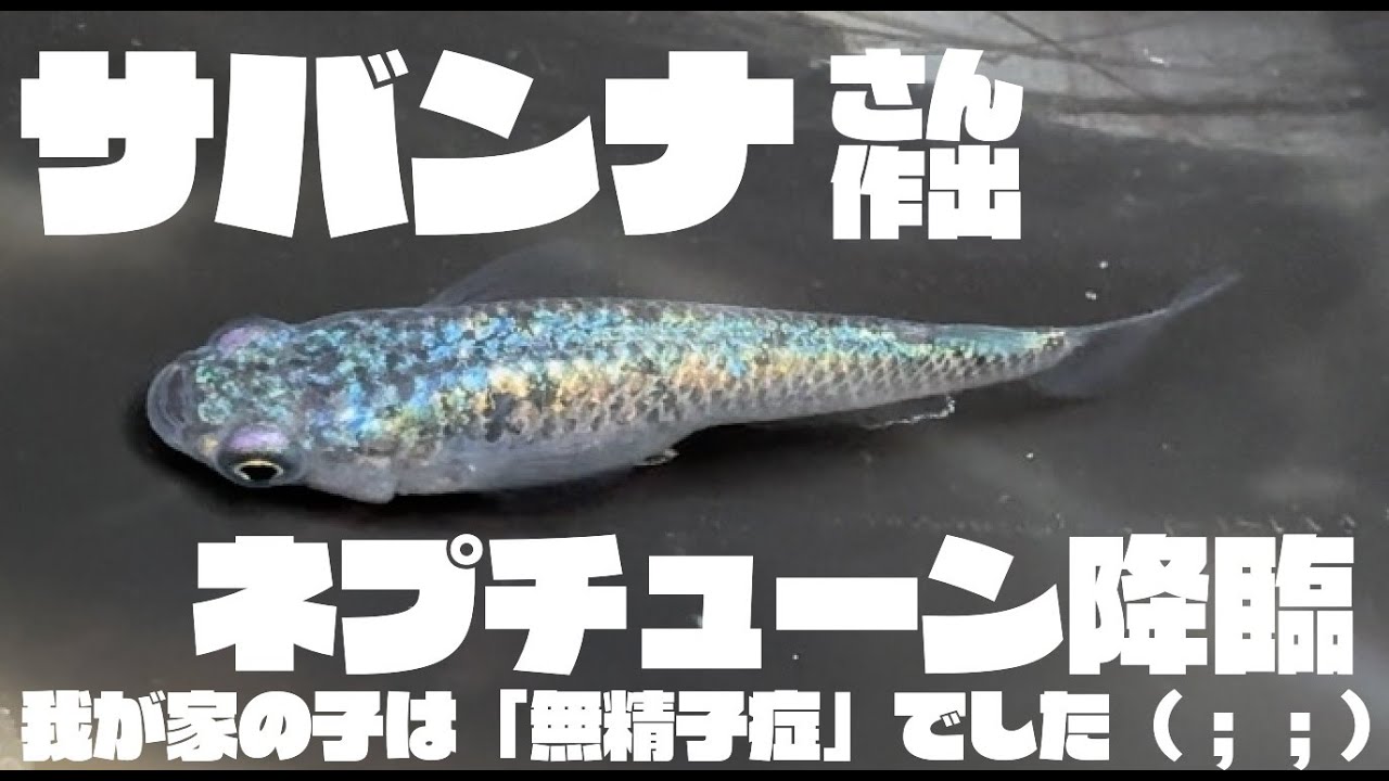 メダカ屋サバンナさん作出！ネプチューン★最強の青いメダカ！しかしうちにやってきたのは無精子症だった！？