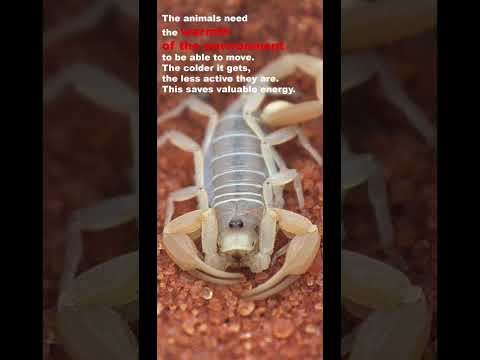 Video: Is insekte warmbloedig?