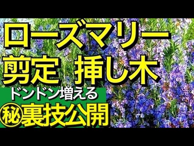 ガーデニング ローズマリーの剪定と挿し木の方法 裏技 ローズマリーの増やし方と来年確実に花を咲かせる方法 簡単に挿し木で増やせる裏技も教えます ローズマリーの育て方 Youtube