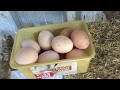 Folluklardan yumurta toplama ve tavukları bahçeye salma - Chicken Egg Collecting