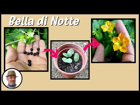 Video: Fiore Mirabilis: semina e cura, foto