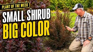 Little Devil™ Ninebark: Big Color in a Compact, Easy-Care Shrub