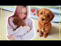 Surprising her with a puppy *SHE CRY*