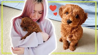 Surprising her with a puppy *SHE CRY*