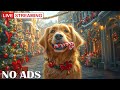 Relaxing Holiday Music for Dogs🐾 🎄12 Hours of Soothing Music for a Peaceful Christmas Eve 🎁