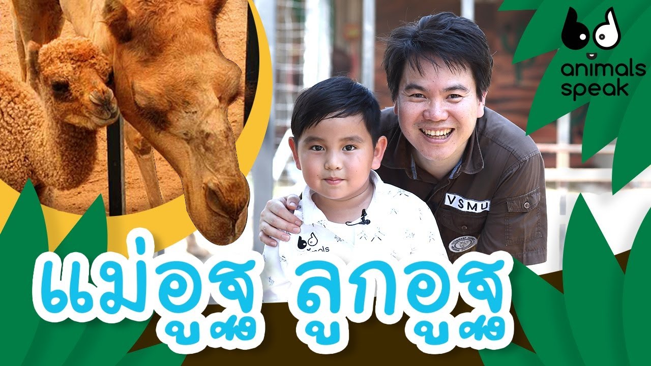 แม่อูฐ ลูกอูฐ | Animals Speak [by Mahidol Kids]