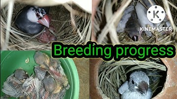 java sparrow breeding progress video