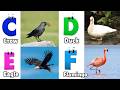 ABC Song | Birds ABC Song | Phonics for Kids| Learn ABC, Baby | Alphabet Letters